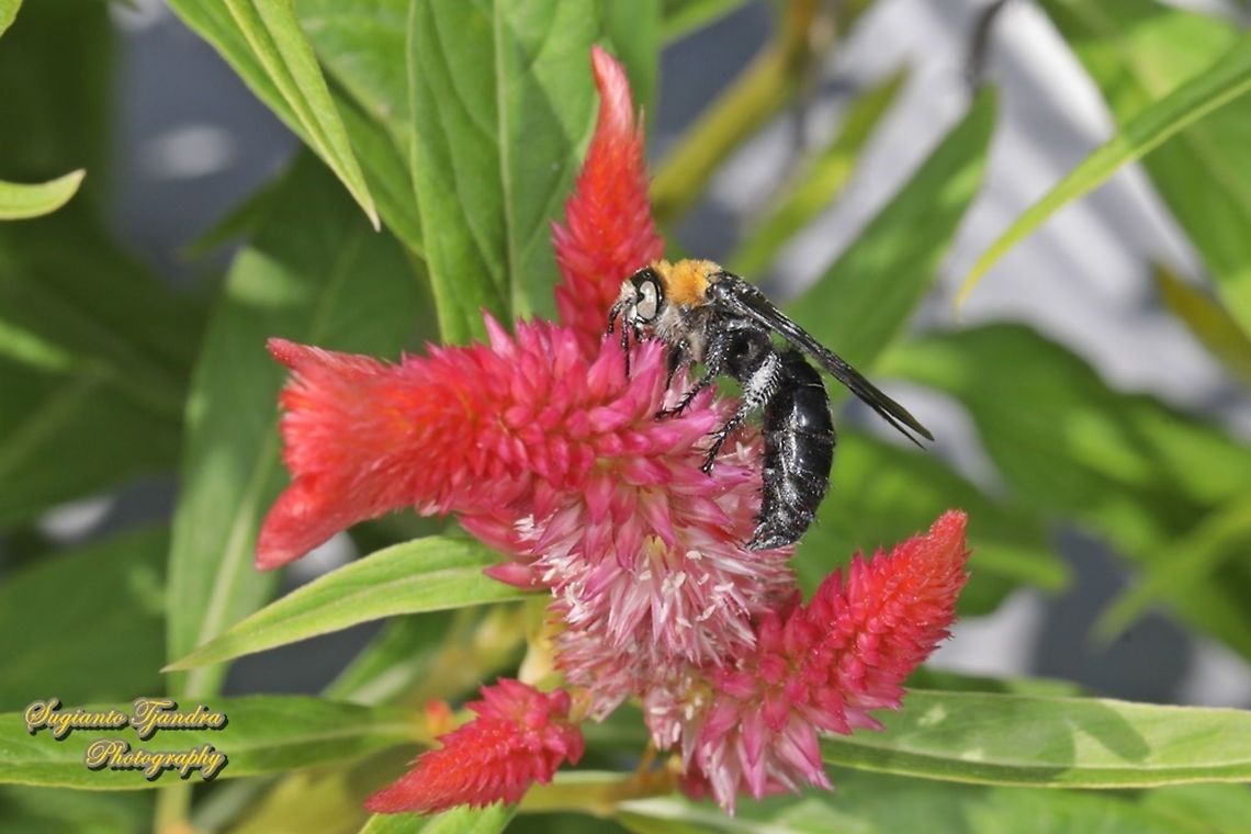 Scoliide wasp, Campsomeriella collaris, family Scoliide "sucking nectar on the Celosia flowers"  Campsomeriella collaris,Fall,Geotagged,Indonesia