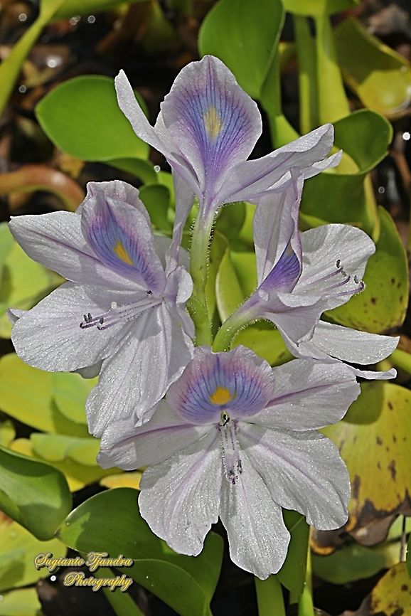Eceng Gondok (Water Hyacinth), Eichhornia crassipes  Common Water Hyacinth,Eichhornia crassipes,Fall,Geotagged,Indonesia