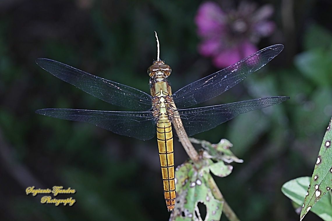 Crimson Dropwing Dragonfly, Orthetrum testaceum, family Libellulidae - Female  Fall,Geotagged,Indonesia,Orthetrum testaceum