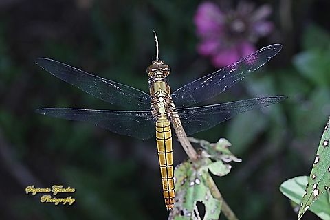 Crimson Dropwing Dragonfly, Orthetrum testaceum, family Libellulidae - Female  Fall,Geotagged,Indonesia,Orthetrum testaceum