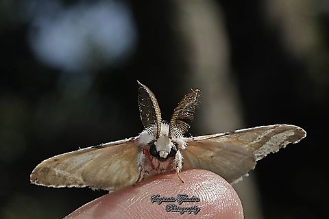Tussock Moth, Lymantria Sp  Fall,Geotagged,Indonesia