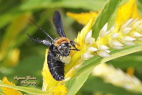 Scoliide wasp, Campsomeriella collaris, family Scoliide &quot;sucking nectar on the Celosia flowers&quot;  Campsomeriella collaris,Fall,Geotagged,Indonesia