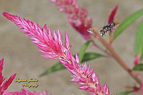 Potter Wasp, Rhynchium haemorrhoidale "looking for nectar on to Celosia flowers"  Fall,Geotagged,Indonesia,Rhynchium haemorrhoidale