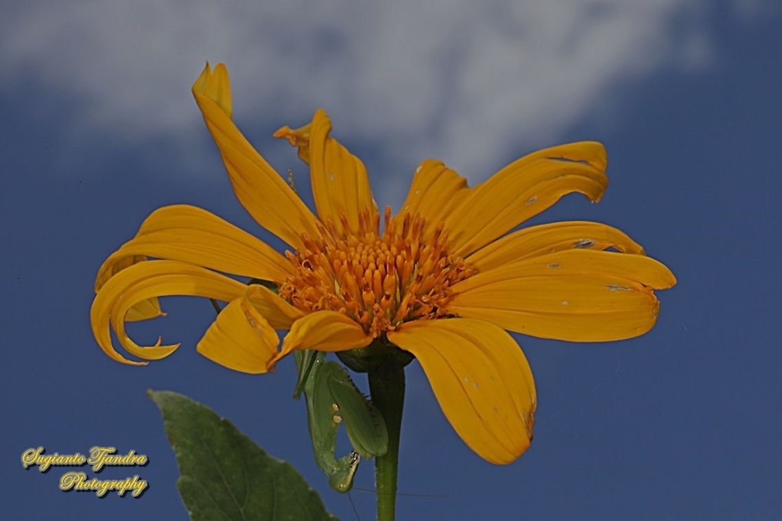 Bunga Kipahit, tree marigold flower, Tithonia diversifolia  Fall,Geotagged,Indonesia,Mexican Sunflower,Tithonia diversifolia