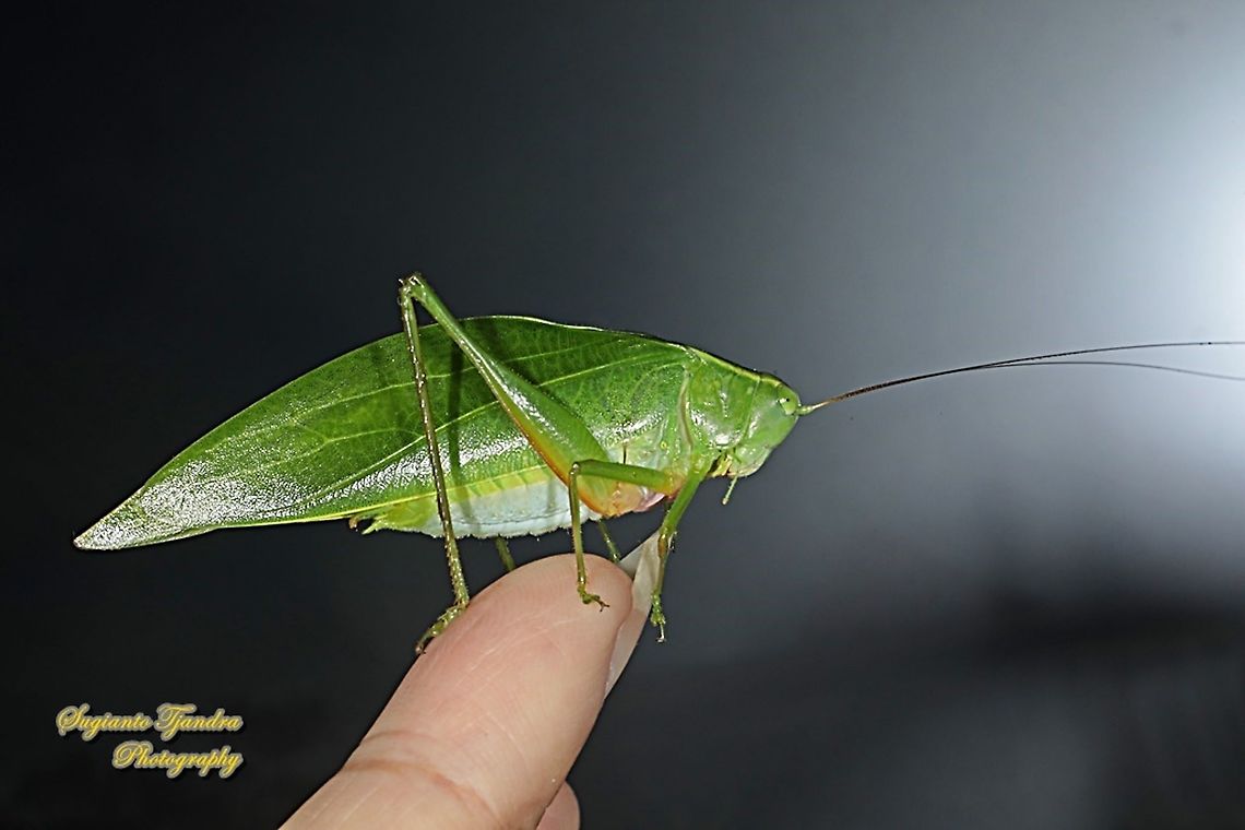 Giant leaf katydid, Pseudophyllus Sp,  family Tettigoniidae  Fall,Geotagged,Indonesia