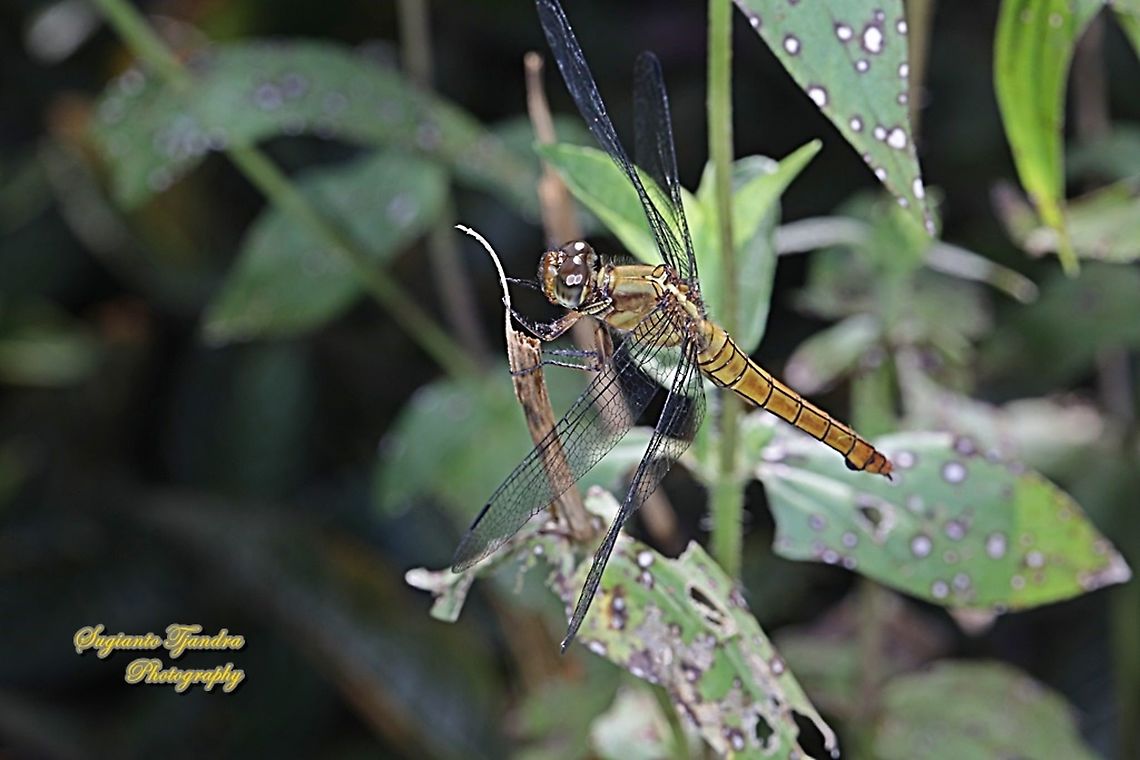 Crimson Dropwing Dragonfly, Orthetrum testaceum, family Libellulidae - Female  Fall,Geotagged,Indonesia,Orthetrum testaceum