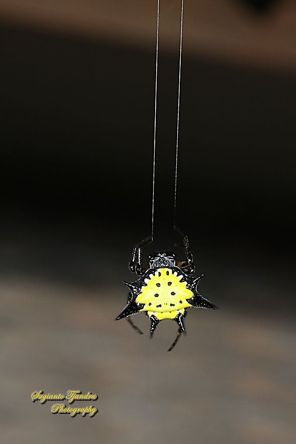 Hasselt's spiny spider, Gasteracantha hasselti, family Araneidae  Fall,Gasteracantha hasselti,Geotagged,Indonesia
