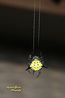 Hasselt's spiny spider, Gasteracantha hasselti, family Araneidae  Fall,Gasteracantha hasselti,Geotagged,Indonesia