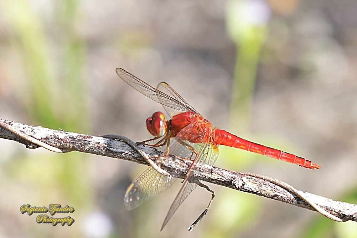 Oriental Scarlet Dragonfly, Crocothemis servilia servilia - Male  Crocothemis servilia,Fall,Geotagged,Indonesia,Scarlet Skimmer