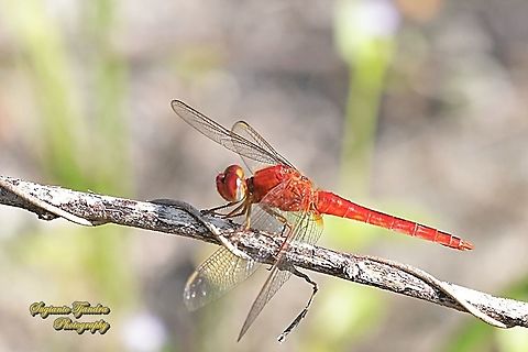 Oriental Scarlet Dragonfly, Crocothemis servilia servilia - Male  Crocothemis servilia,Fall,Geotagged,Indonesia,Scarlet Skimmer
