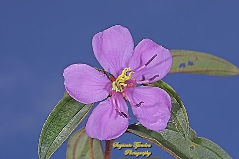 Senduduk/Malabar melastoma, Melastoma malabathricum (family Melastomataceae)  Fall,Geotagged,Indonesia,Malabar melastome,Melastoma malabathricum