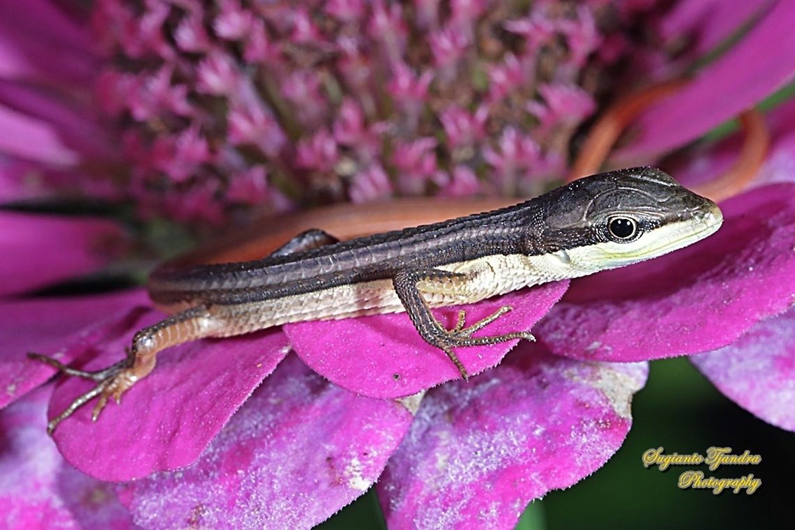 Oriental Long-tailed Grass Lizard, Takydromus sexlineatus  Fall,Geotagged,Indonesia,Takydromus sexlineatus