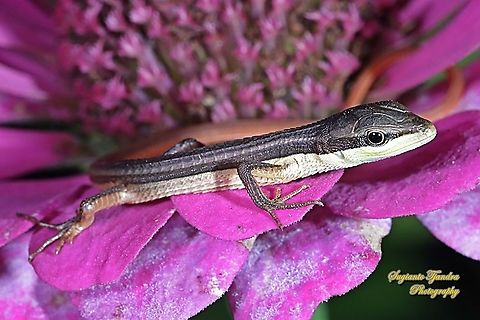 Oriental Long-tailed Grass Lizard, Takydromus sexlineatus  Fall,Geotagged,Indonesia,Takydromus sexlineatus