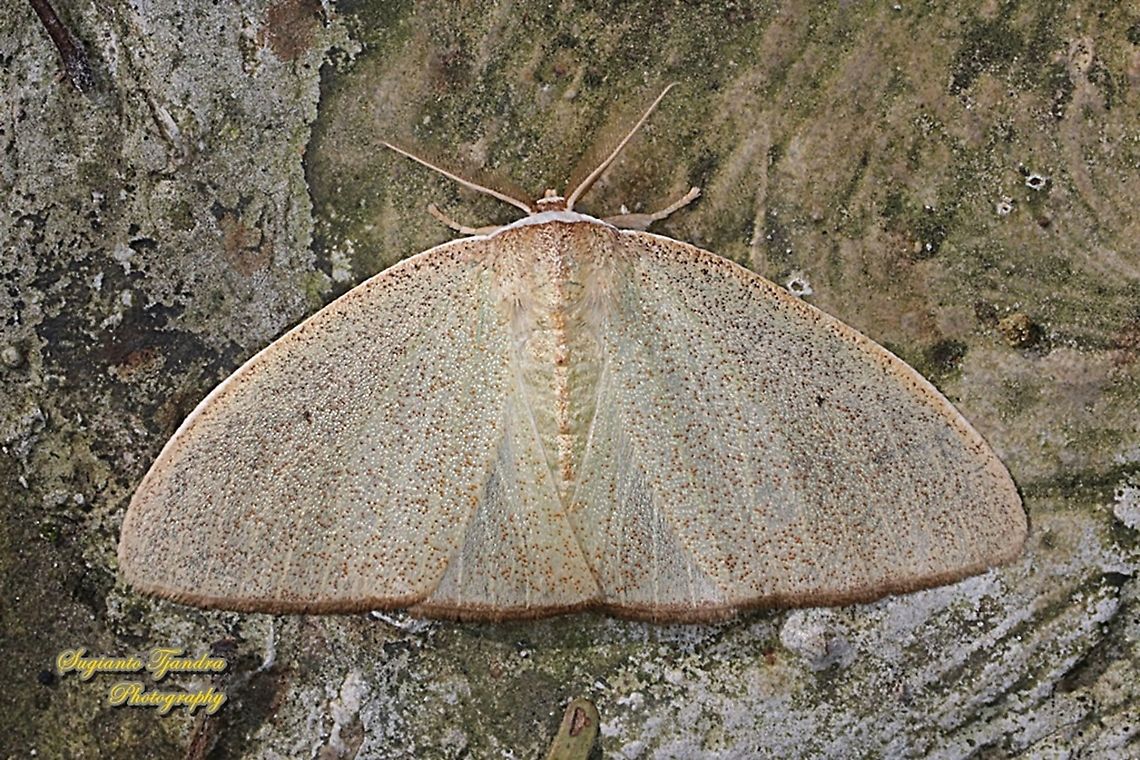 Geometer moth, Geometrinae, family Geometridae  Fall,Geotagged,Indonesia