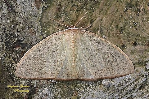 Geometer moth, Geometrinae, family Geometridae  Fall,Geotagged,Indonesia