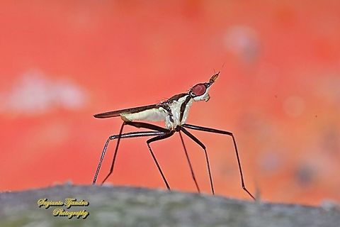 Banana Stalk flies, Telostylinus lineolatus, Neriidae  Fall,Geotagged,Indonesia,Telostylinus lineolatus