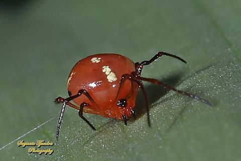 Comb-footed Spider, Chrysso cf angula  Chrysso angula,Fall,Geotagged,Indonesia