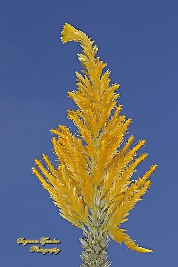 Plume Celosia flower, Celosia plumosa, family Amaranthaceae  Celosia argentea,Fall,Geotagged,Indonesia