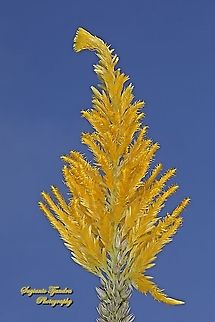 Plume Celosia flower, Celosia plumosa, family Amaranthaceae  Celosia argentea,Fall,Geotagged,Indonesia