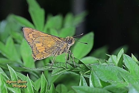 Skipper Butterly, Besta Palm Dart, Telicota Besta  Fall,Geotagged,Indonesia,Telicota besta