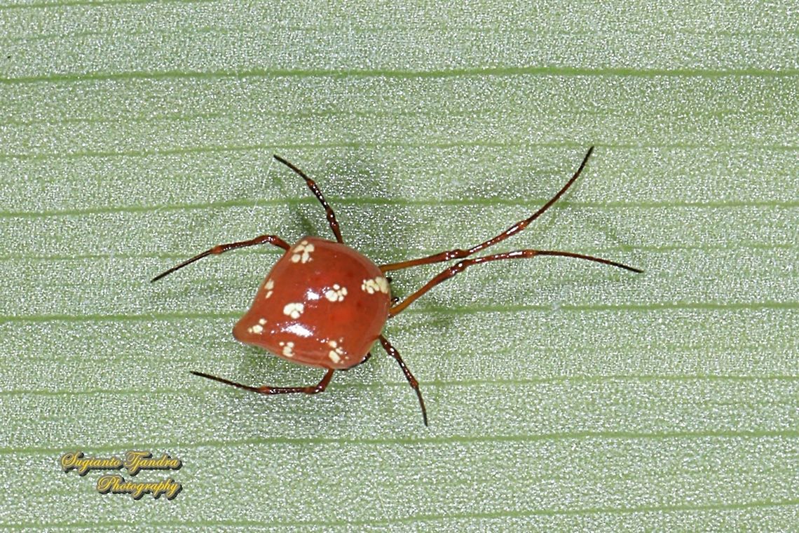 Comb-footed Spider, Chrysso cf angula  Chrysso angula,Fall,Geotagged,Indonesia