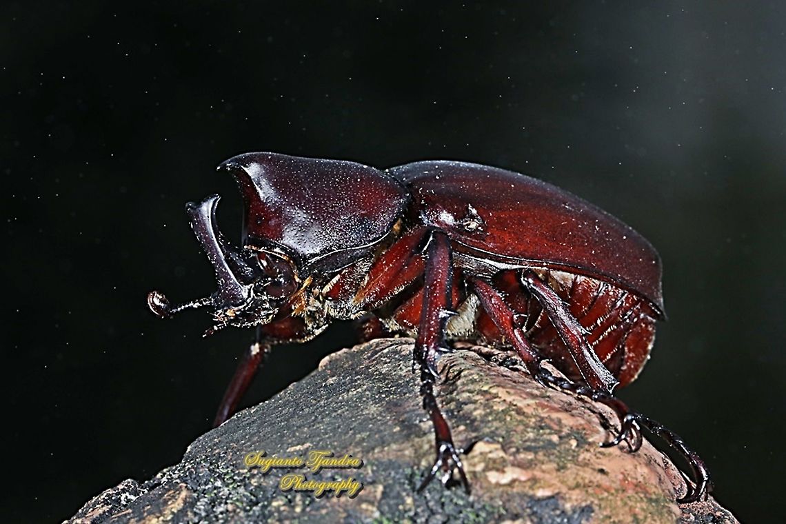 Brown rhinoceros beetle, Xylotrupes gideon  Fall,Geotagged,Indonesia,Siamese rhinoceros beetle,Xylotrupes gideon