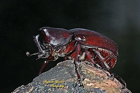 Brown rhinoceros beetle, Xylotrupes gideon  Fall,Geotagged,Indonesia,Siamese rhinoceros beetle,Xylotrupes gideon