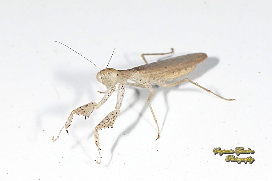 Brown praying mantis, Amantis reticulata, family Mantidae/Gonypetidae  Amantis reticulata,Fall,Geotagged,Indonesia