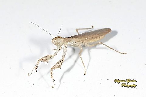 Brown praying mantis, Amantis reticulata, family Mantidae/Gonypetidae  Amantis reticulata,Fall,Geotagged,Indonesia