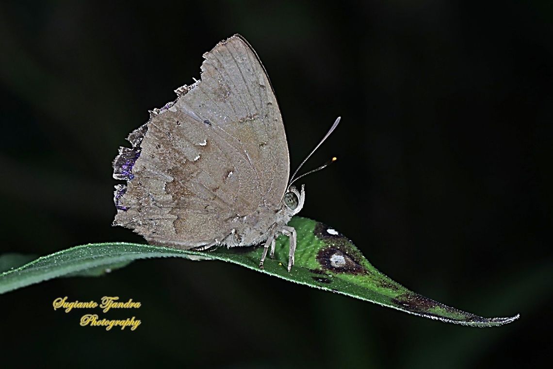 The Acacia blue butterfly, Surendra vivarna vivarna, family Lycaenidae  Acacia blue,Fall,Geotagged,Indonesia,Surendra vivarna