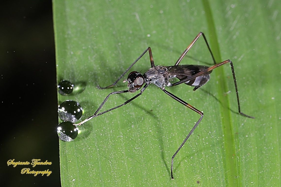 Stilt-Legged Fly (Taeniaptera trivittata), Family Micropezidae  Fall,Geotagged,Indonesia,Taeniaptera trivittata