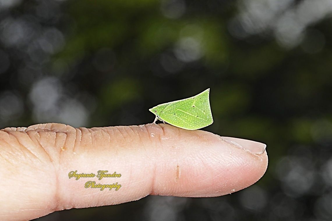 Green Planthopper, Siphanta acuta (Flatidae)  Fall,Geotagged,Indonesia,Siphanta acuta,Torpedo bug