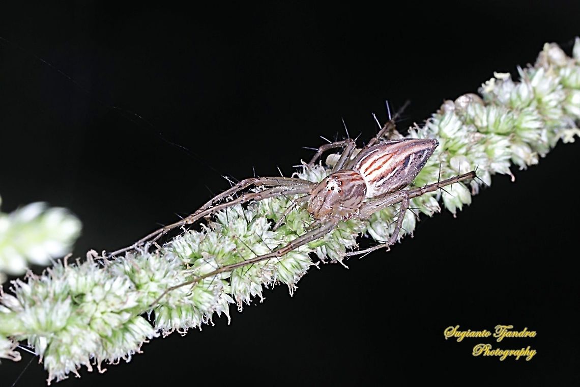 Lynx Spider, Oxyopes sp, family Oxyopidae - female  Fall,Geotagged,Indonesia