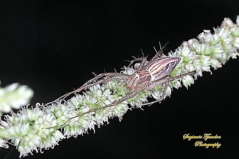 Lynx Spider, Oxyopes sp, family Oxyopidae - female  Fall,Geotagged,Indonesia
