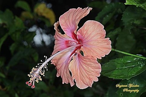 Chinese Hibiscus flower-orange/Kembang Sepatu, Hibiscus rosa-sinensis  Chinese hibiscus,Fall,Geotagged,Hibiscus rosa-sinensis,Indonesia