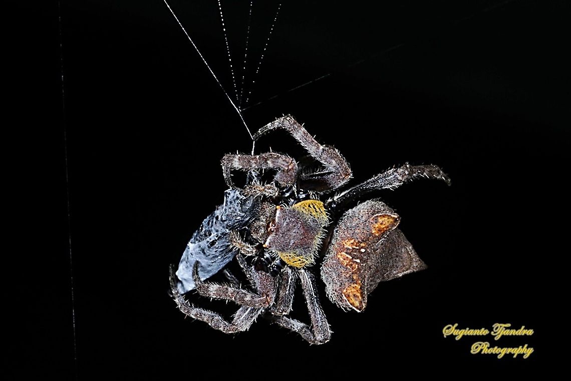 Abandoned-web orb-weaver spider, Parawixia dehaani, family Araneidae w/prey  Abandoned-web orb-weaver,Fall,Geotagged,Indonesia,Parawixia dehaani