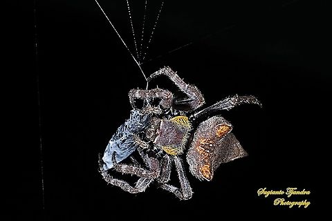 Abandoned-web orb-weaver spider, Parawixia dehaani, family Araneidae w/prey  Abandoned-web orb-weaver,Fall,Geotagged,Indonesia,Parawixia dehaani