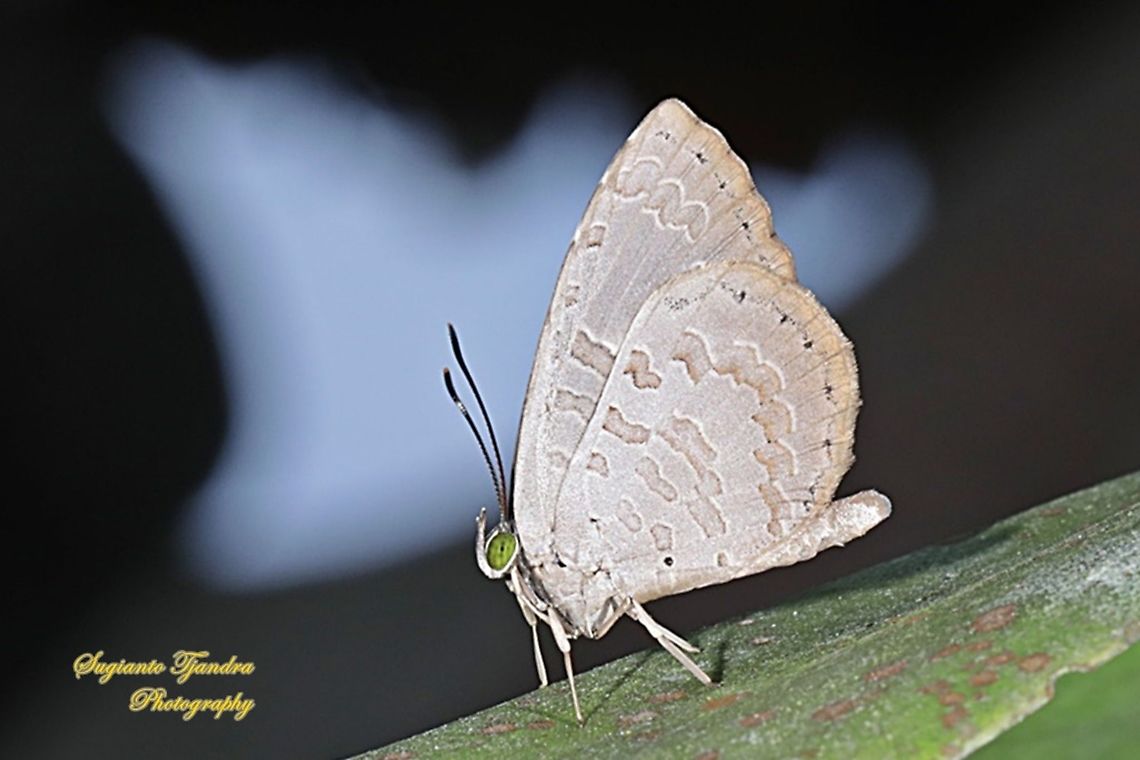 Miletus gopara gopara, family Lycaenidae  Fall,Geotagged,Indonesia,Miletus gopara