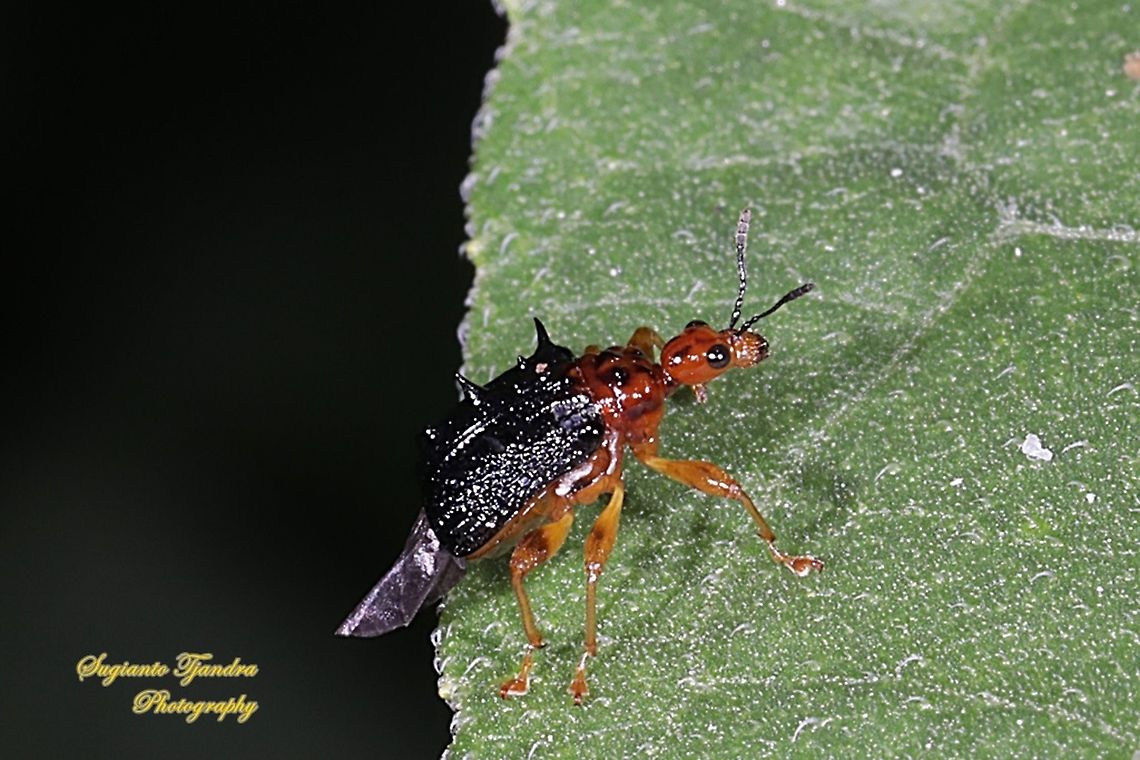 Spiny Giraffe Weevil (Cycnotrachelus sp), Hoplapoderus hystrix  Fall,Geotagged,Hoplapoderus hystrix,Indonesia
