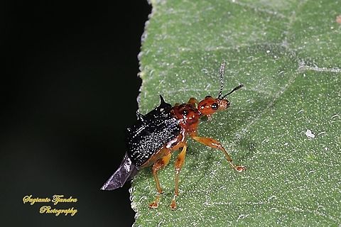 Spiny Giraffe Weevil (Cycnotrachelus sp), Hoplapoderus hystrix  Fall,Geotagged,Hoplapoderus hystrix,Indonesia