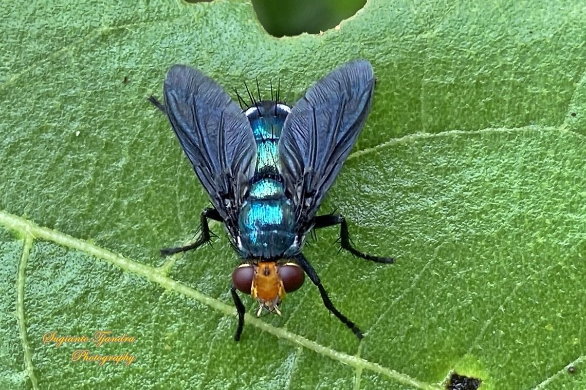 Large black-winged Blue Fly, Silbomyia sp. (Ameniinae, family Calliphoridae)  Fall,Geotagged,Indonesia