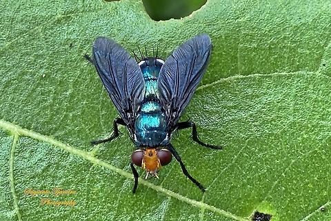 Large black-winged Blue Fly, Silbomyia sp. (Ameniinae, family Calliphoridae)  Fall,Geotagged,Indonesia
