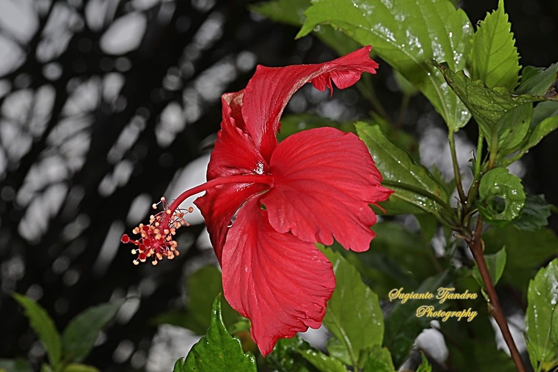 Chinese Hibiscus flower-Red/Kembang Sepatu, Hibiscus rosa-sinensis  Chinese hibiscus,Fall,Geotagged,Hibiscus rosa-sinensis,Indonesia