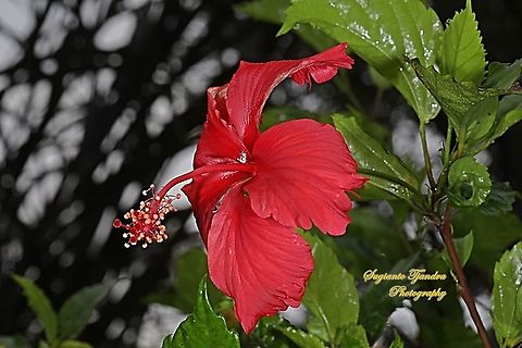 Chinese Hibiscus flower-Red/Kembang Sepatu, Hibiscus rosa-sinensis  Chinese hibiscus,Fall,Geotagged,Hibiscus rosa-sinensis,Indonesia