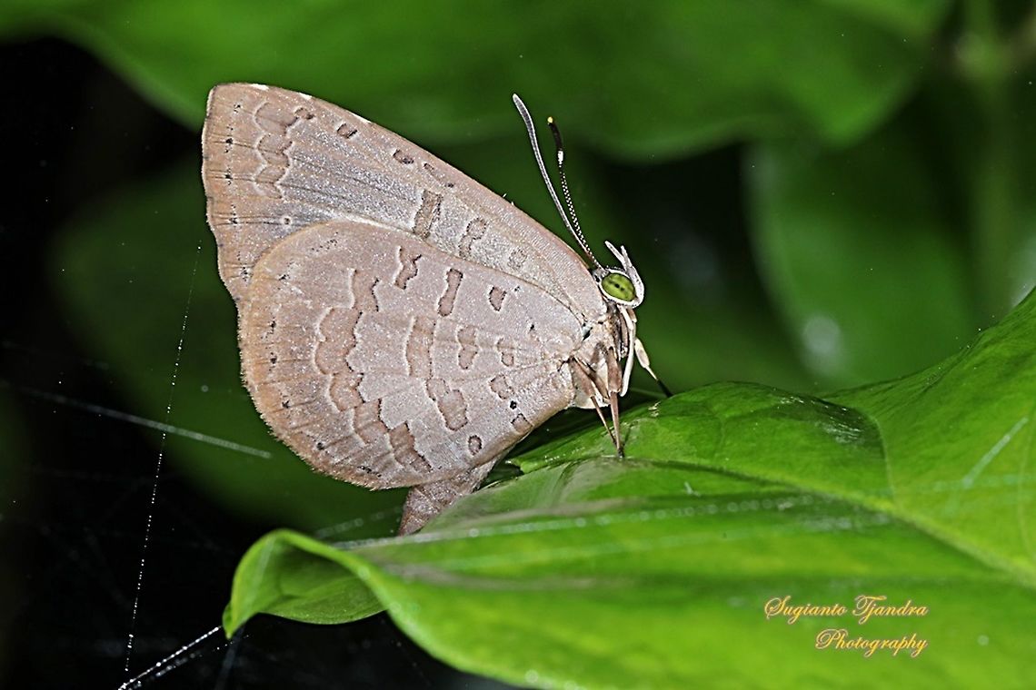 Miletus gopara gopara, family Lycaenidae  Fall,Geotagged,Indonesia,Miletus gopara