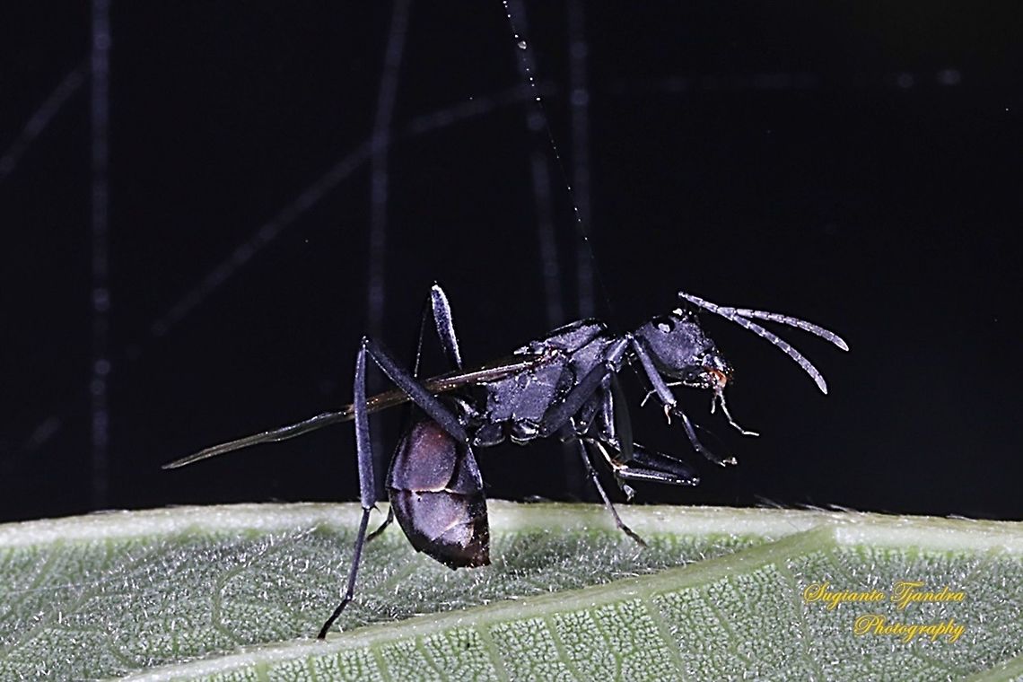 Black Spiny Ant - winged version, Polyrhachis armata "feeding small insect"  Fall,Geotagged,Indonesia,Polyrhachis armata