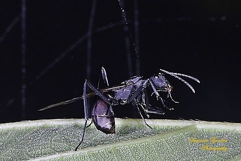 Black Spiny Ant - winged version, Polyrhachis armata "feeding small insect"  Fall,Geotagged,Indonesia,Polyrhachis armata