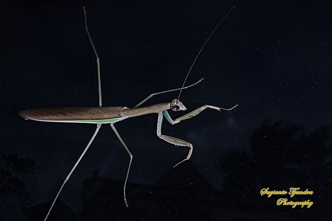 Praying mantis, Tenodera fasciata, family Mantidae "Night adventure"  Fall,Geotagged,Indonesia,Tenodera fasciata