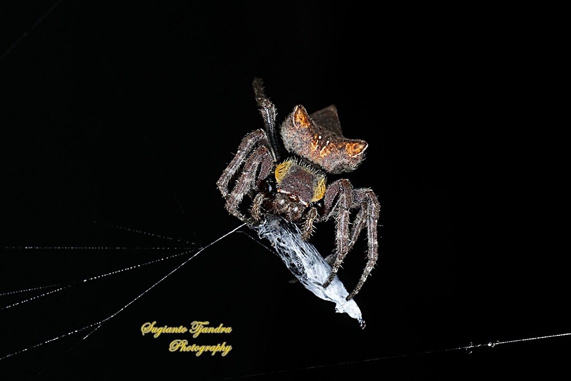 Abandoned-web orb-weaver spider, Parawixia dehaani, family Araneidae w/prey  Abandoned-web orb-weaver,Fall,Geotagged,Indonesia,Parawixia dehaani