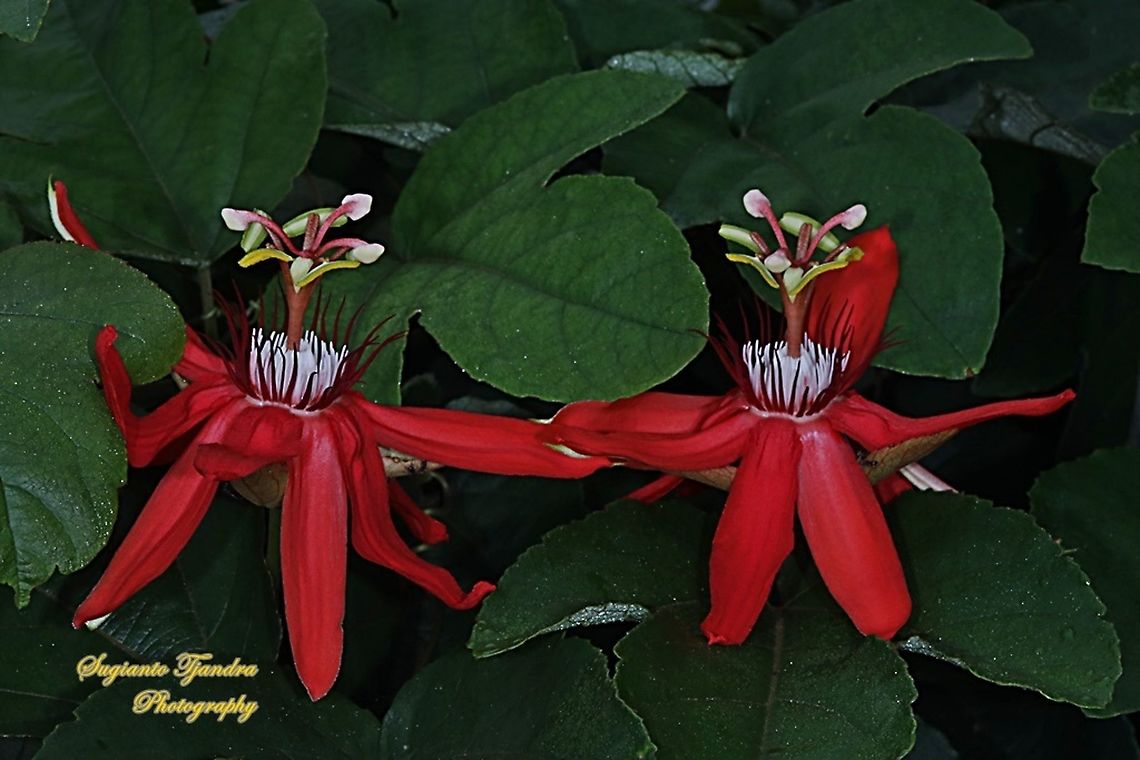 The Crimson Passion Flowers, Passiflora Vitifolia (Passifloraceae)  Crimson passion flower,Fall,Geotagged,Indonesia,Passiflora vitifolia